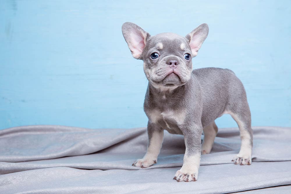 blue french bulldog puppy standing