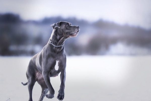 blue-great-dane_