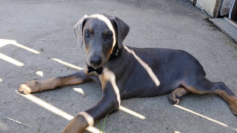 blue grey doberman puppy lying down in shade and shadows