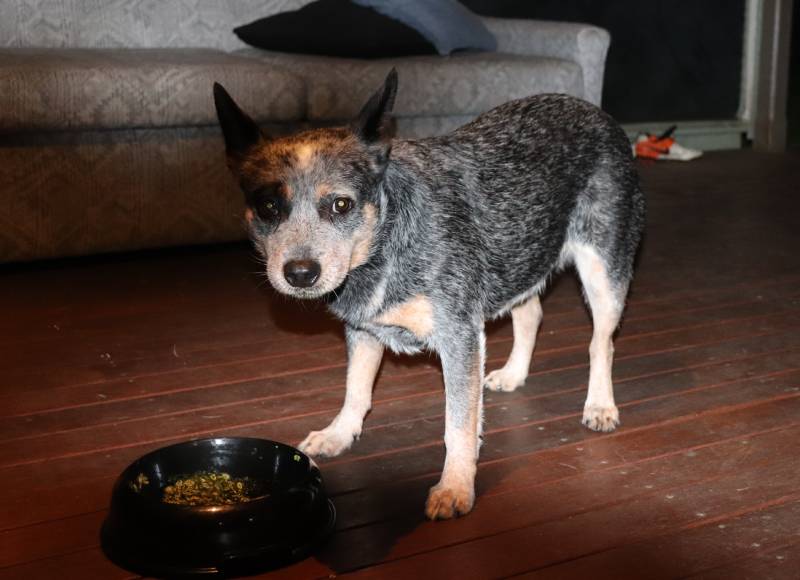 blue heeler dog eating