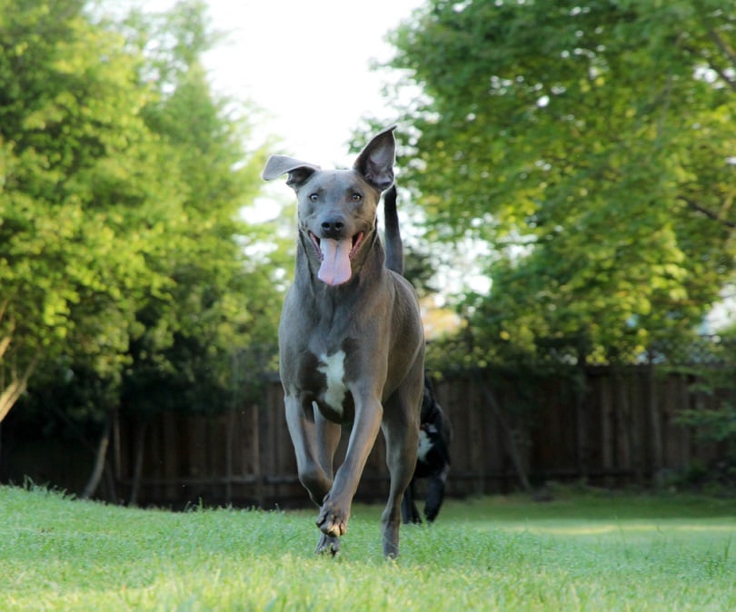 Blue Lacy dog running outdoors