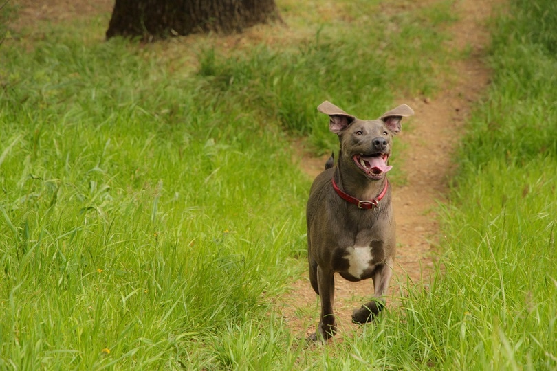 Blue Lacy dog running