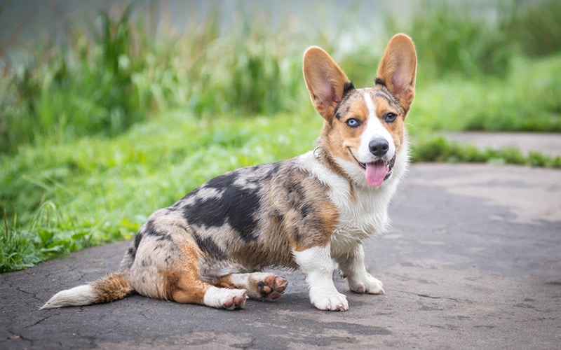 blue merle and tan cardigan welsh corgi puppy