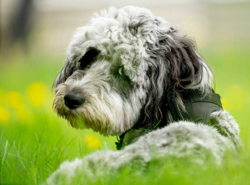 blue merle aussie doodle dog laying in a field in spring