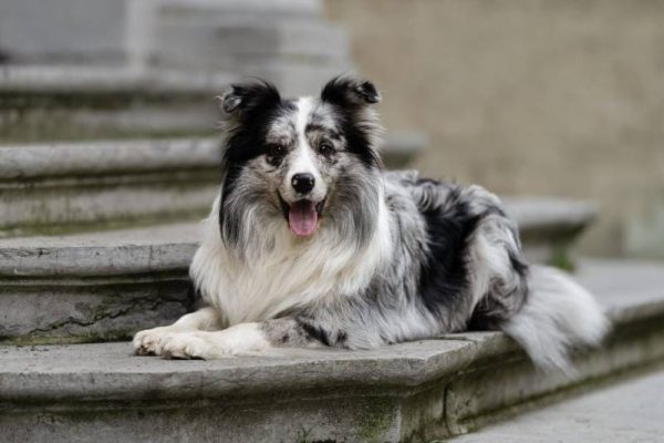 blue merle border collie dog posing in an urban setting