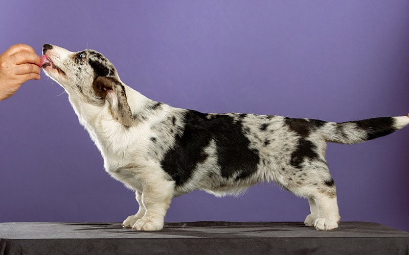 blue merle cardigan corgi