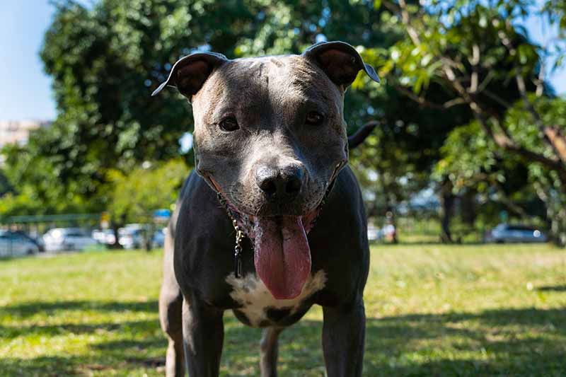 blue nose pit bull dog playing