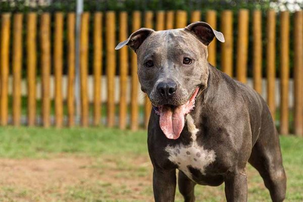 blue nose pitbull playing