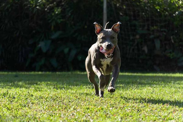 blue nose pitbull running