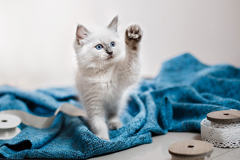 blue point Ragdoll kitten playing