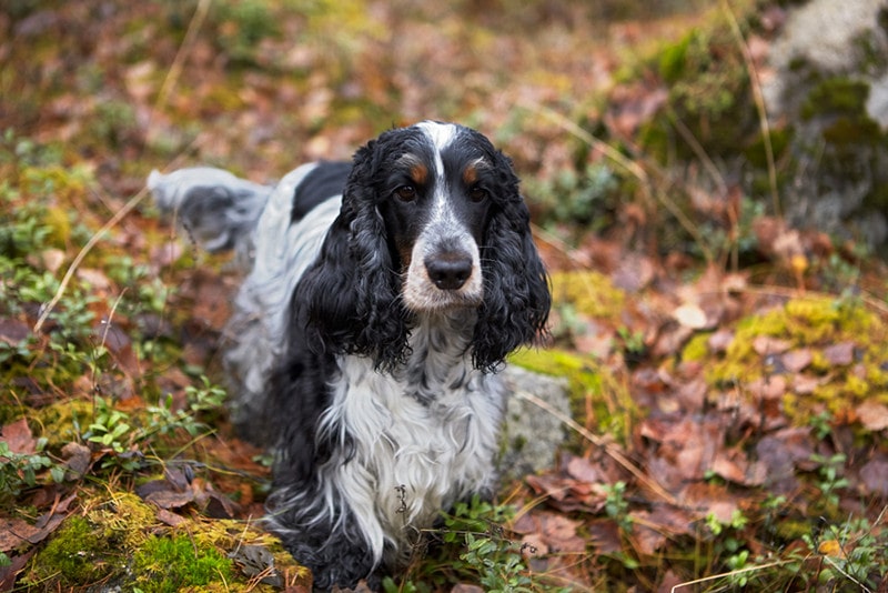 blue roan and tan cocker spaniel