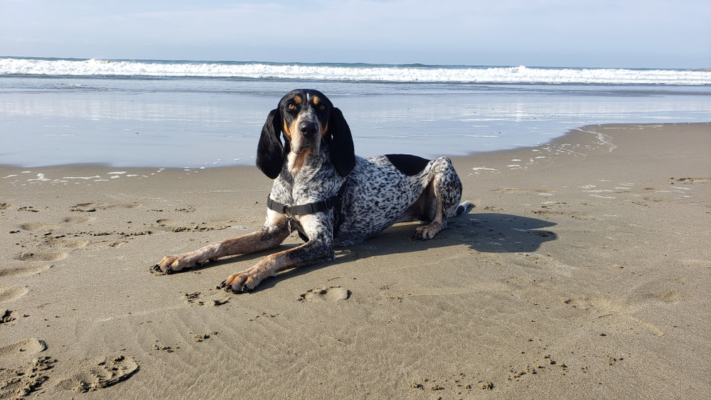 bluetick coonhound dog lying at the beach