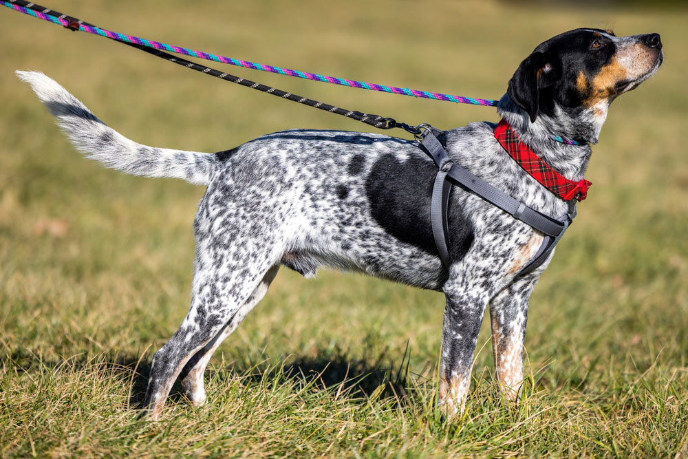 bluetick coonhound dog on leash outdoor