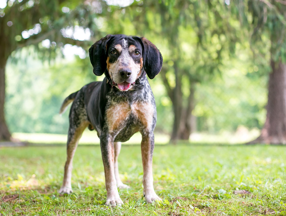 bluetick coonhound dog standing on grass outdoor