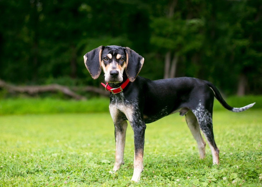 bluetick coonhound dog standing on grass