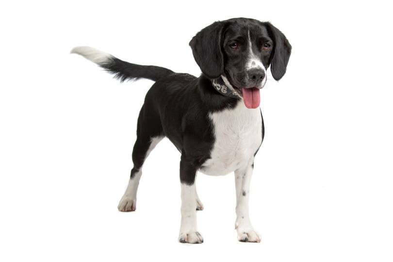 bocker dog_Erik Lam_Shutterstock