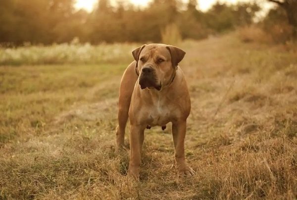 boerboel outdoors