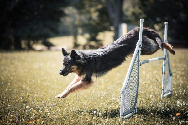 Bohemian shepherd training