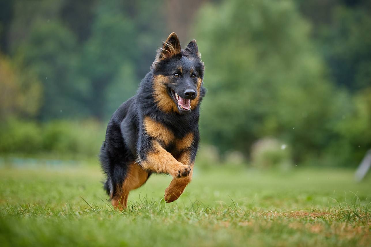 bohemian shepherd