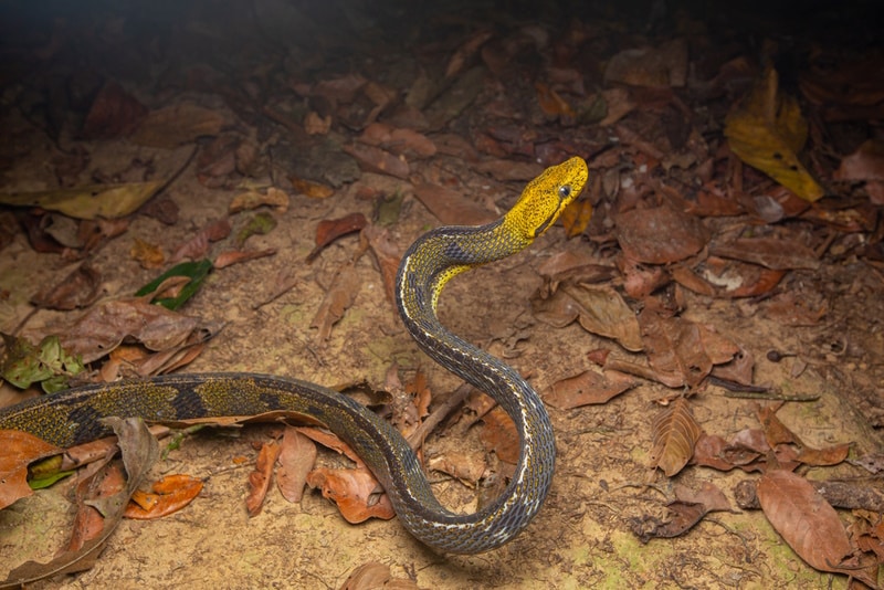 boiga-cynodon-snake-in-autumn
