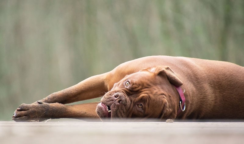 bordeaux mastiff