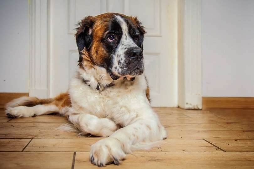border collie bernard mixed dog on the floor