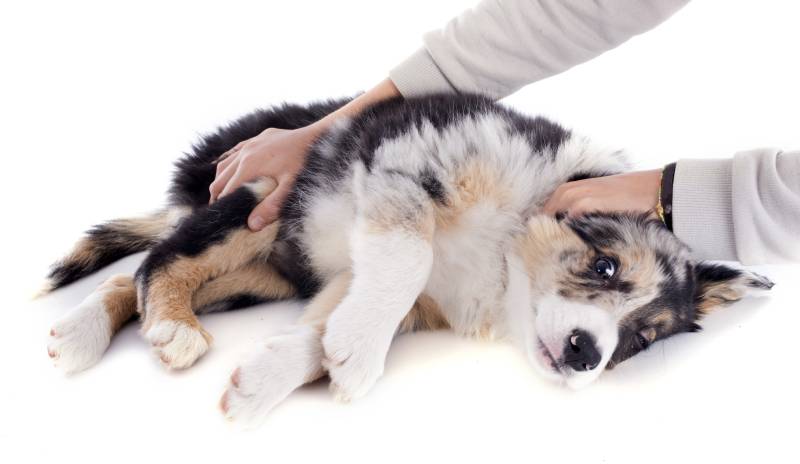 Border Collie breed old tricolor dog tired or sick at rest