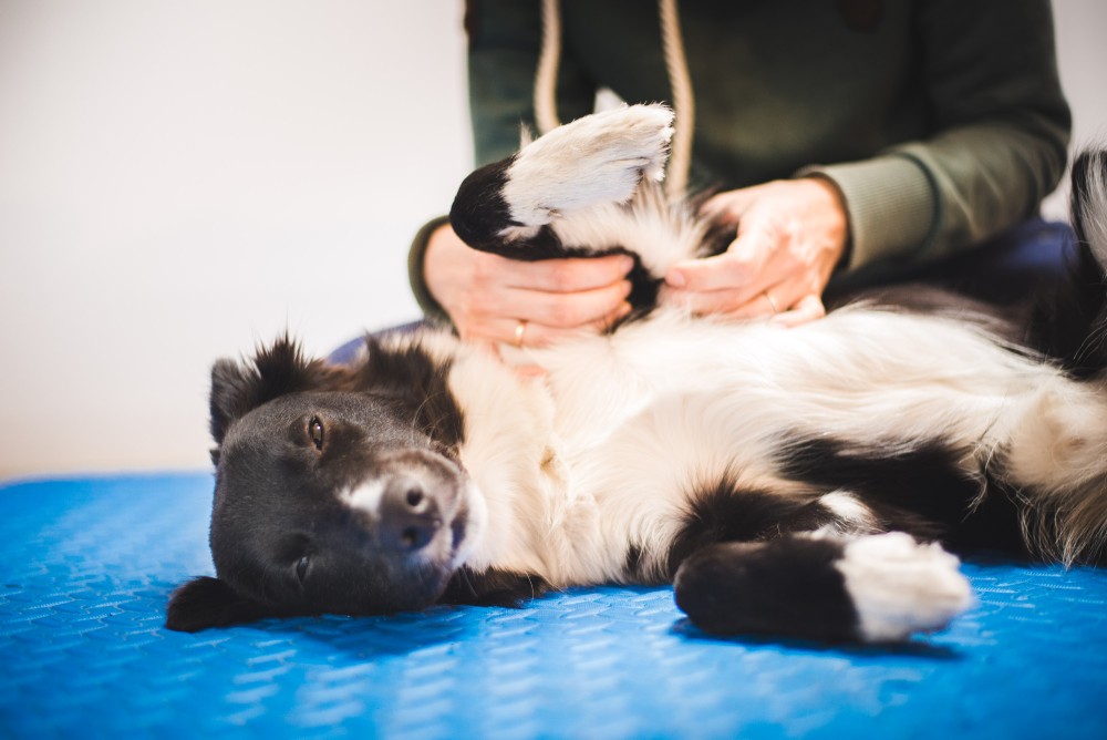 border collie dog getting a massage
