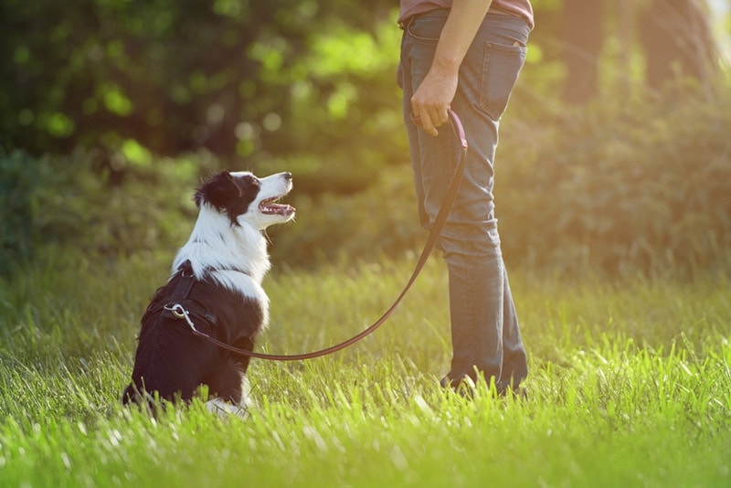 Border Collie dog getting trained