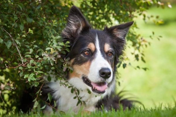 border collie dog hiding in the bush