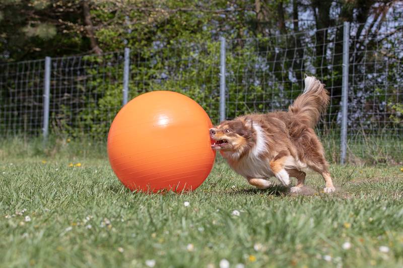 border collie dog hunts treibball as a dog sport