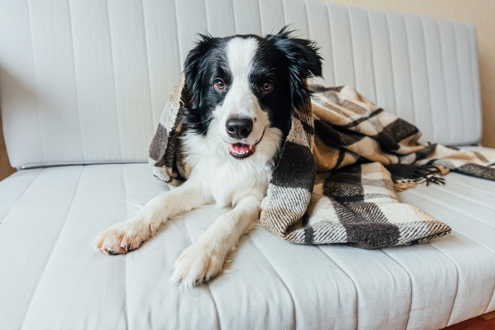 border collie dog lying on couch under a blanket