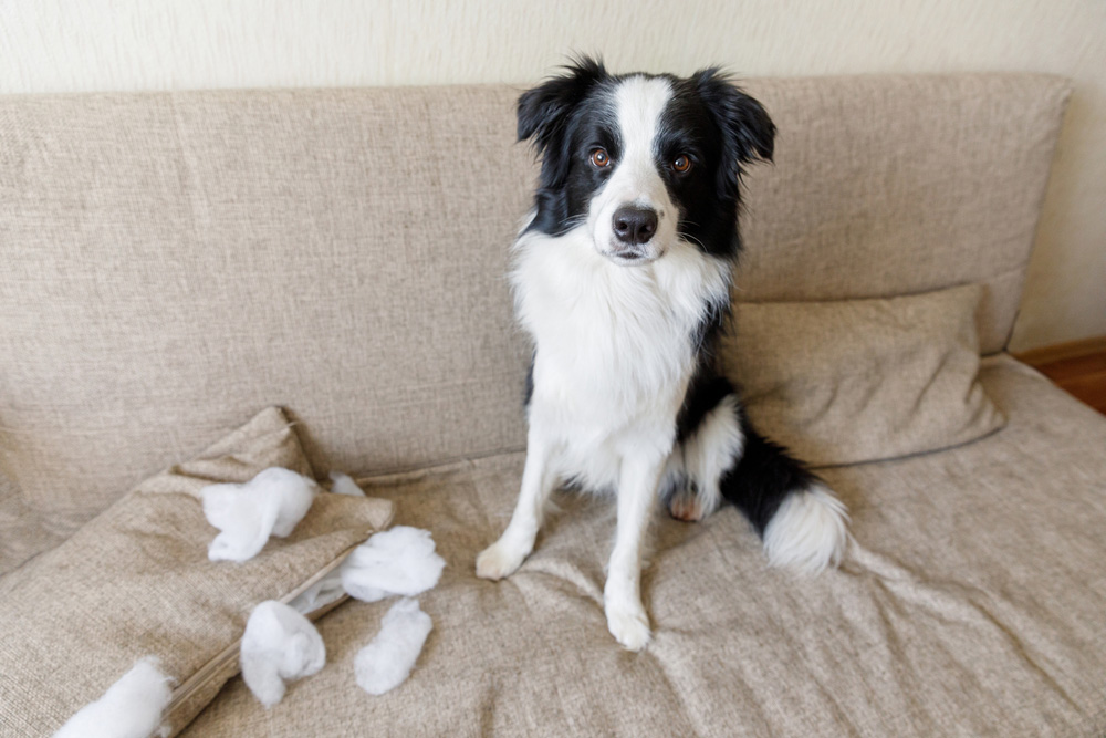 border collie dog sitting on couch with damage pillow from biting