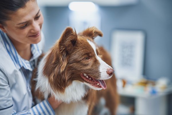 border collie visiting a vet