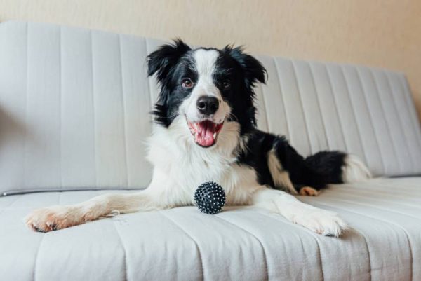 border collie dog with toy ball on the couch