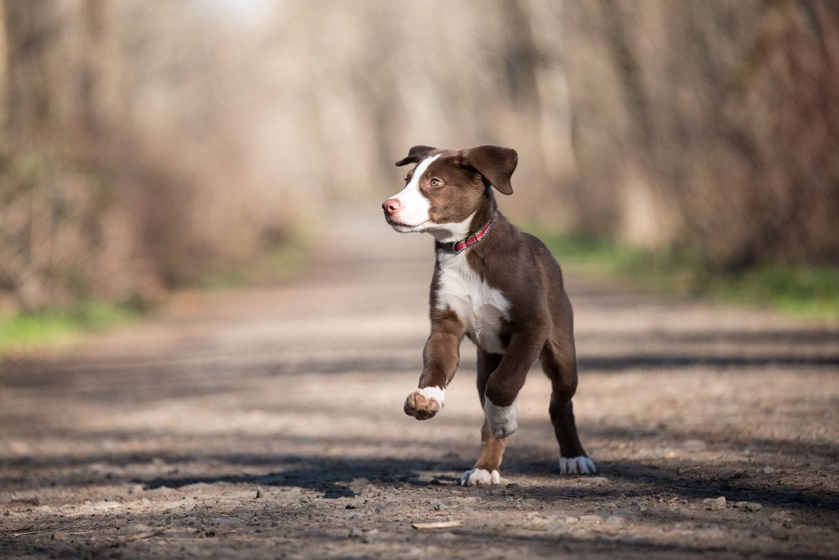border collie lab puppy