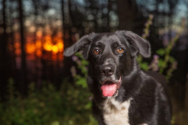 border collie lab