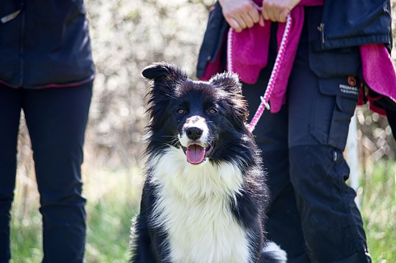 border collie on a leash during training