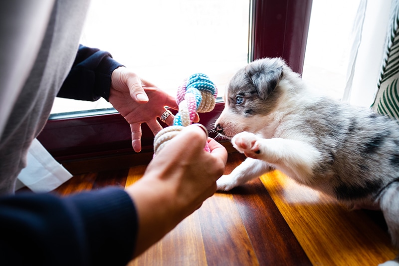 border collie puppy playing with human