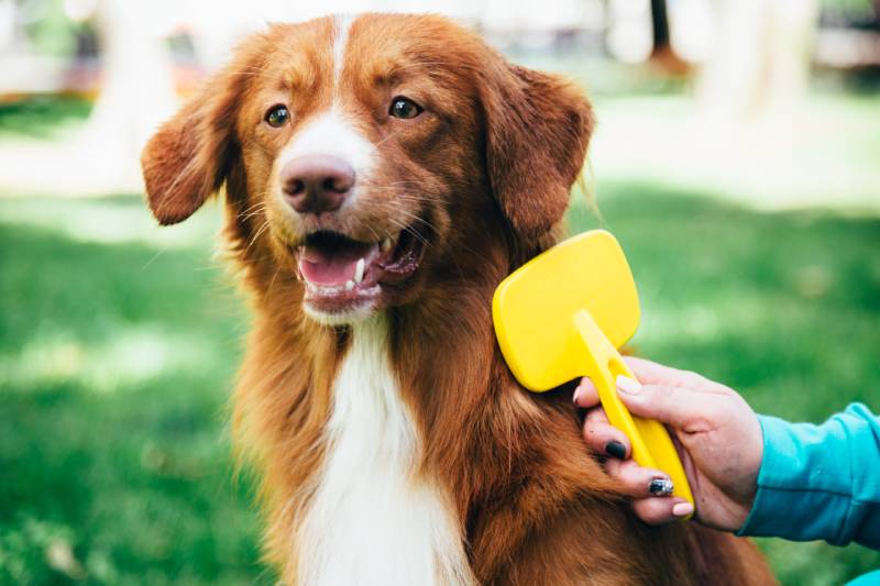 border collie red dog outdoors grooming