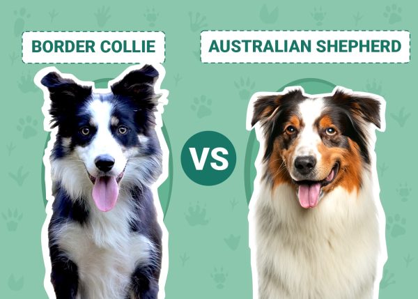 Border Collie vs Australian Shepherd