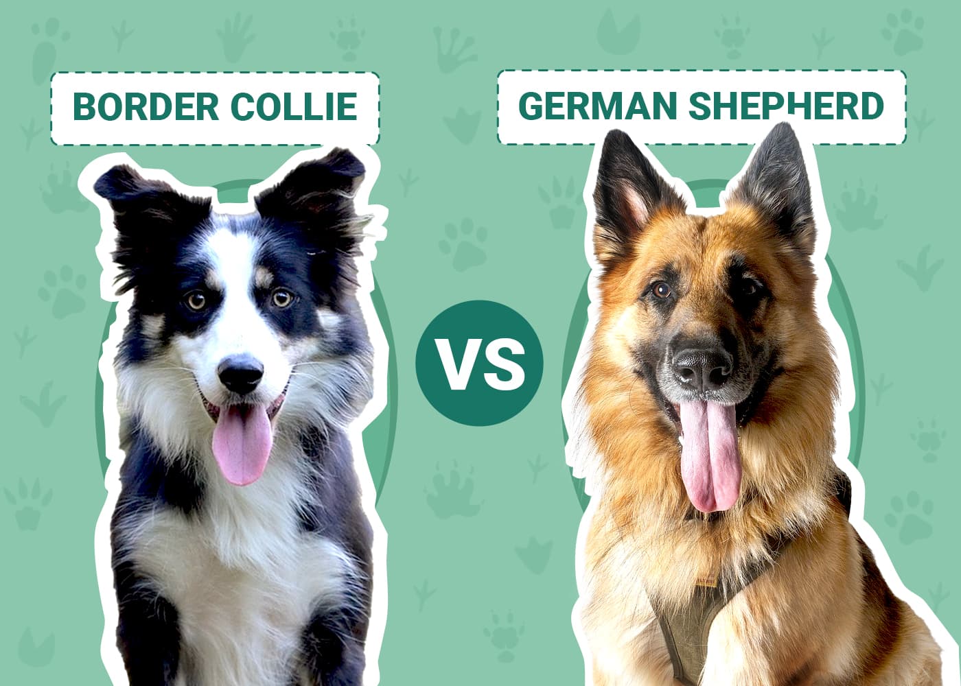 Border Collie vs German Shepherd Key Differences (With Pictures) Dogster