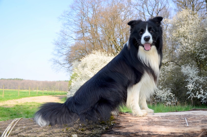 border collie_Piqsels