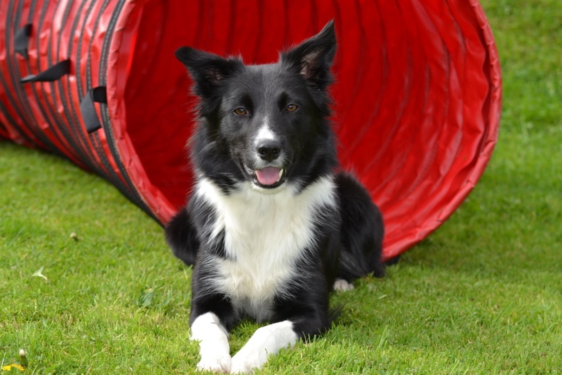 border collie_SoloStar_Pixabay