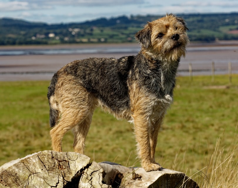 border terrier_Colin Seddon_Shutterstock
