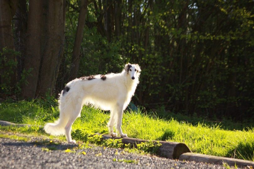 Russian Greyhound_Pixabay