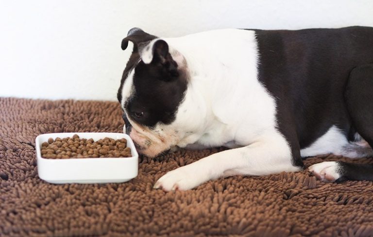Why Do Dogs Push Their Food With Their Nose