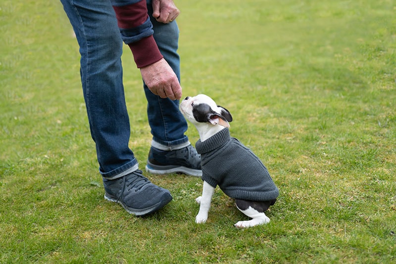 boston terrier dog getting a treat in a training
