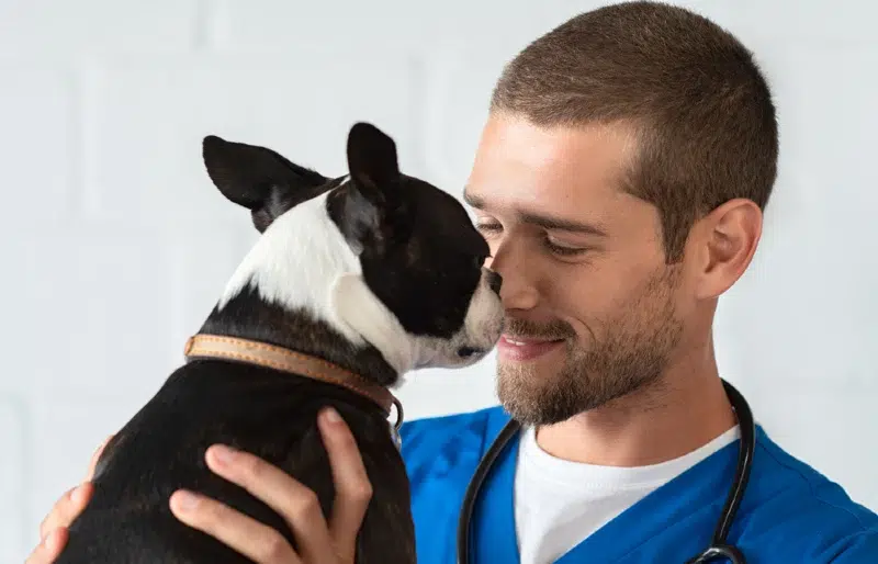 boston terrier dog licking or sniffing vet's nose