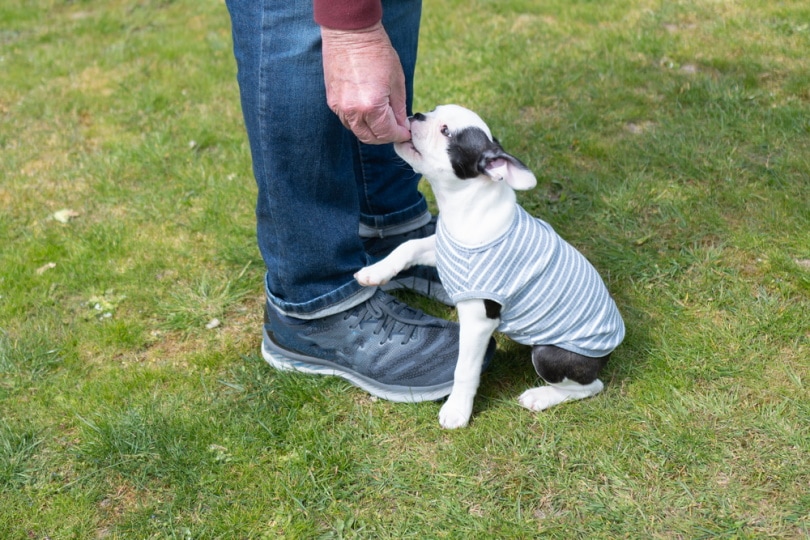 boston terrier having treats